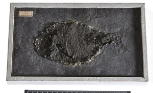 Collaborazione tra il Museo di storia naturale di Neuchâtel e Wikimedia CH